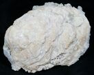 Crystal Filled Fossil Clam - Rucks Pit #5783-2